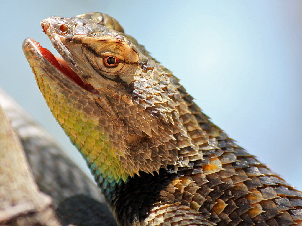 Lizard